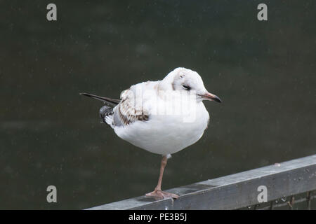 A white young seagull with one leg standing on a railing the rain with a plain background. Stock Photo