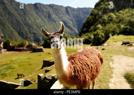 Curious llama looking straight to the camera at Machu Picchu. Cuzco region, Peru. Jul 2018 Stock Photo