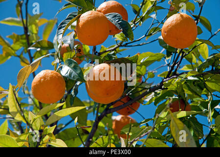 Orange tree at Gargnano, Garda Lake, province Brescia, Garda lake, Lombardy, Italy Stock Photo