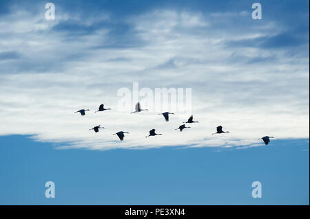 Sandhill cranes in flight, (Antigone canadensis, formerly Grus canadensis), North America, by Dominique Braud/Dembinsky Photo Assoc Stock Photo
