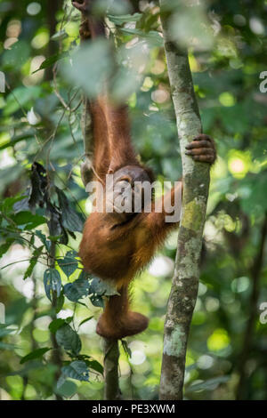 A wild orangutan close to Sepilok in Borneo. I heard rustling in the trees & two wild orangutan came swinging by. Stock Photo