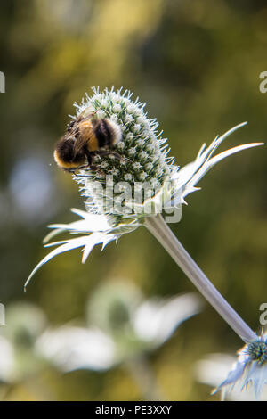 Bees on Eryngium Stock Photo