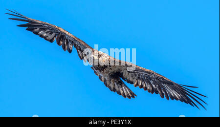 Immature American Bald Eagle (Haliaeetus leucocephalus) in flight, N.America, by Dominique Braud/Dembinsky Photo Assoc Stock Photo