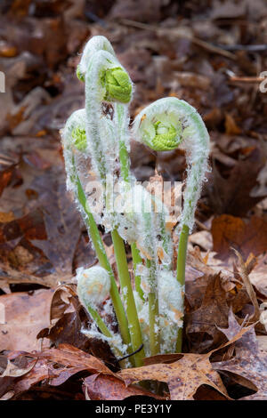 Cinnamon fern (Osmundastrum cinnamomeum) fiddlehead unfurling, May, E NA, by Dominique Braud/Dembinsky Photo Assoc Stock Photo