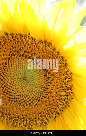 beautiful-sunflowers-of-tuscany-in-italy-stock-photo-alamy