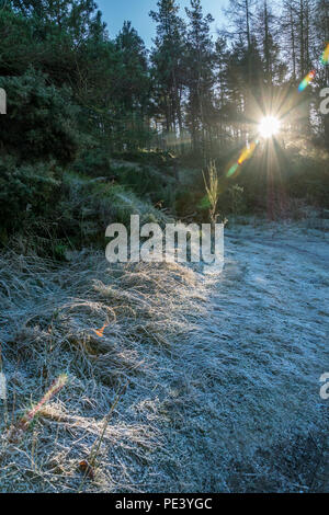 Sun shines through trees at Blacktop Wood, Aberdeenshire. Stock Photo