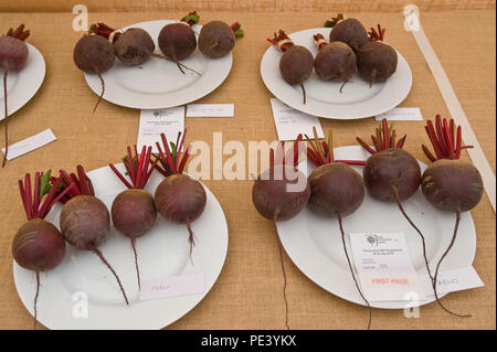 Prizewinning beetroot exhibited at RHS Tatton Park flower show Cheshire England UK Stock Photo