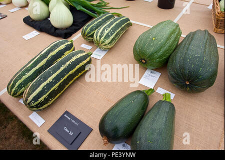 Prizewinning marrows exhibited at RHS Tatton Park flower show Cheshire England UK Stock Photo
