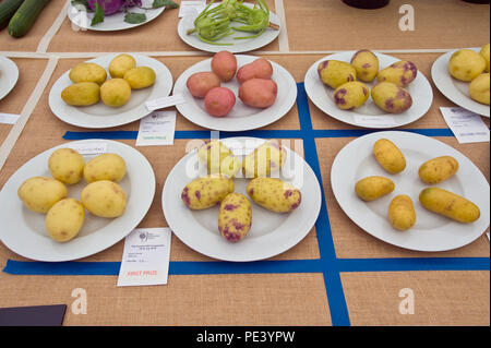 Prizewinning potatoes exhibited at RHS Tatton Park flower show Cheshire England UK Stock Photo