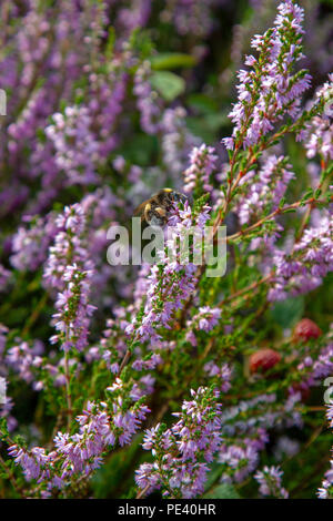 Bumblebee feeding on heather Stock Photo