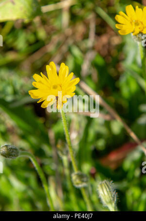 Hawk's beard flower with insect Stock Photo
