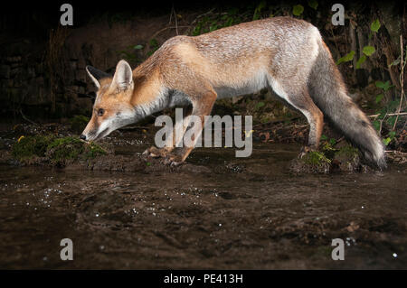 Fox, vulpes vulpes, drinking water with reflection Stock Photo