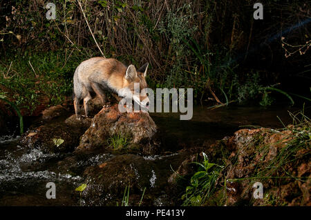 Fox, vulpes vulpes, drinking water with reflection Stock Photo