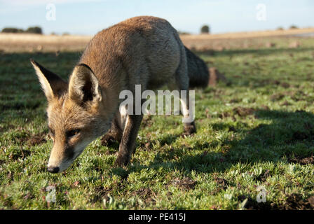 Fox, vulpes vulpes, Looking for food in the meadow, portrait Stock Photo