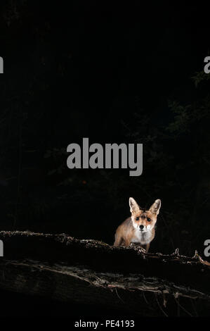 Fox, vulpes vulpes, portrait on top of a log with black background Stock Photo