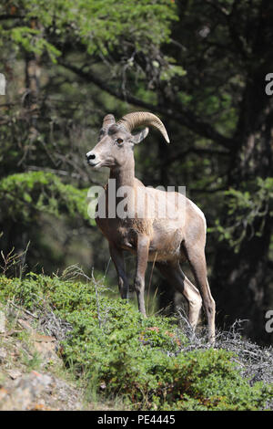 Female Big Horn Sheep ewe in forest ovis canadensis Stock Photo