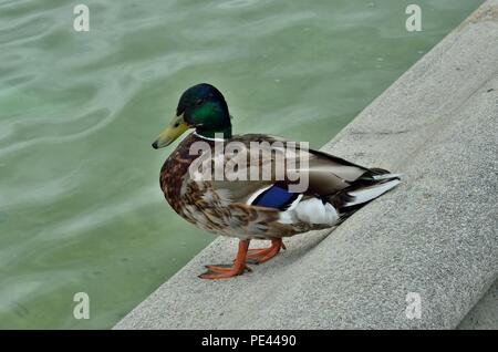 Beautiful-colourful-gorgeous-multifarious-richly coloured-isolated picture of a male Mallard (Anas platyrhynchos) duck. Stock Photo