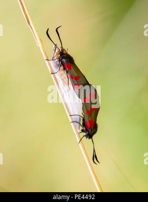 Six spot burnet moth Zygaena filipendulae mating pair on cocoon from which the female has recently emerged Stock Photo