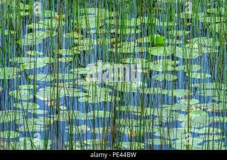 Reeds and water lily leaves in a bog lake in Connemara on the west coast of Ireland Stock Photo