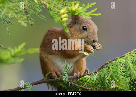Sciurus vulgaris (Red Squirrel). Hyvinkää, FInland. Stock Photo