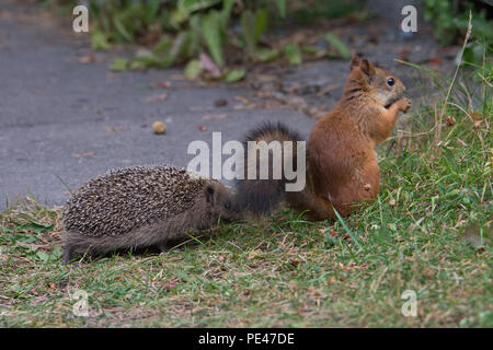 Juvenile Hedgehog encounters Red Squirrel. Hyvinkää, Finland