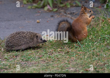 Juvenile Hedgehog encounters Red Squirrel. Hyvinkää, Finland Stock Photo