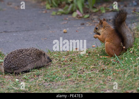 Juvenile Hedgehog encounters Red Squirrel. Hyvinkää, Finland