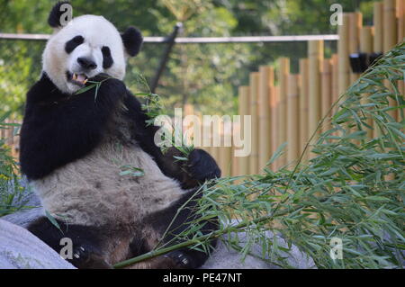 Panda at Toronto Zoo in Toronto, Ontario Canada Stock Photo