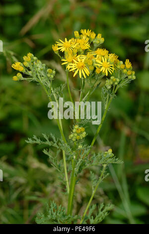 Hoary Ragwort - Senecio erucifolius  Yellow Wild Flower Stock Photo