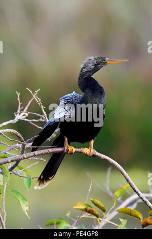 Amerikanischer Schlangenhalsvogel, (Anhinga anhinga), adult auf Warte, Wakodahatchee Wetlands, Delray Beach, Florida, USA Stock Photo