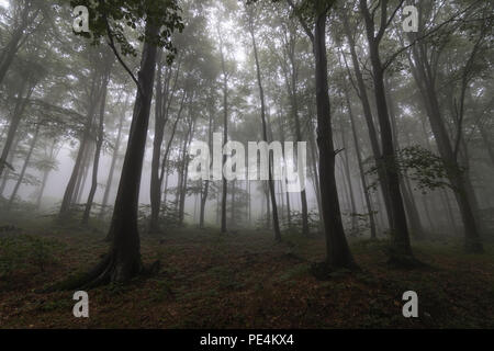 Beech trees in a forest in the mist, Bulgaria Stock Photo