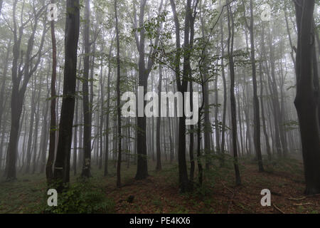 Beech trees in a forest in the mist, Bulgaria Stock Photo