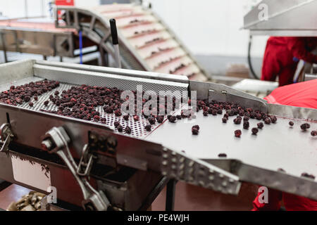 Factory for freezing and packing fruits. Unrecognizable worker's hands in protective blue gloves making selection of frozen blackberries. Stock Photo