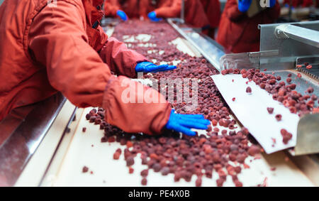 Factory for freezing and packing fruits. Unrecognizable worker's hands in protective blue gloves working on line for selection of frozen raspberries. Stock Photo