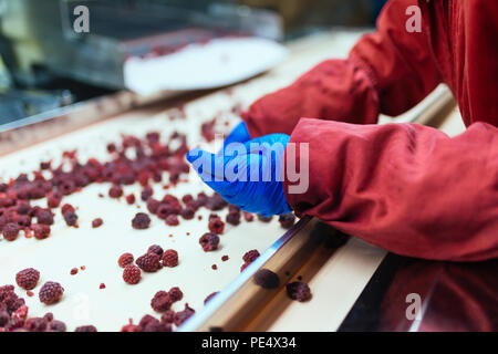 Factory for freezing and packing fruits. Unrecognizable worker's hands in protective blue gloves working on line for selection of frozen raspberries. Stock Photo