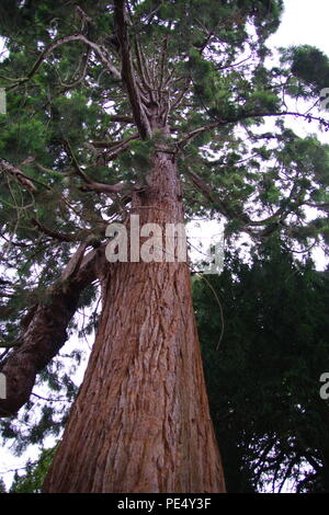 Looking up the Trunk of a Giant sequoia Redwood Tree, (Sequoiadendron giganteum) Growing in the Grounds at Ashton Court estate, Bristol, UK.