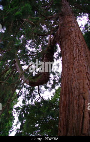 Looking up the Trunk of a Giant sequoia Redwood Tree, (Sequoiadendron giganteum) Growing in the Grounds at Ashton Court estate, Bristol, UK.