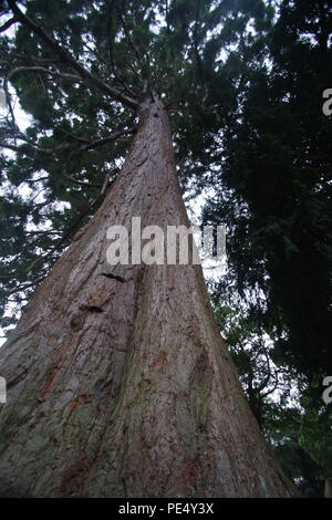 Looking up the Trunk of a Giant sequoia Redwood Tree, (Sequoiadendron giganteum) Growing in the Grounds at Ashton Court estate, Bristol, UK.