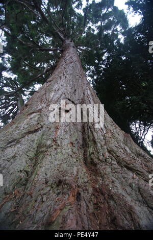 Looking up the Trunk of a Giant sequoia Redwood Tree, (Sequoiadendron giganteum) Growing in the Grounds at Ashton Court estate, Bristol, UK.