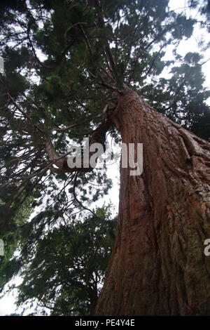 Looking up the Trunk of a Giant sequoia Redwood Tree, (Sequoiadendron giganteum) Growing in the Grounds at Ashton Court estate, Bristol, UK.