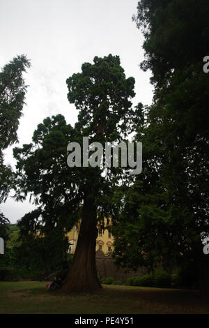 Giant sequoia Redwood Tree,(Sequoiadendron giganteum) Growing in the Grounds at Ashton Court estate, Bristol, UK.