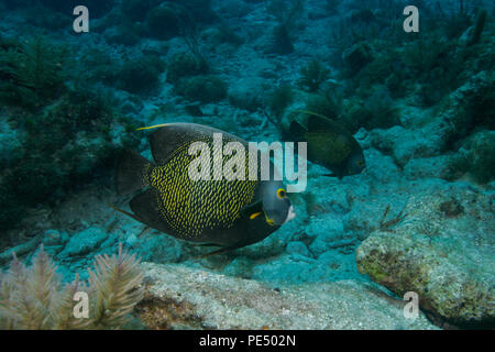 French angelfish pair underwater in the Florida Keys Stock Photo