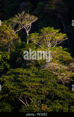 Early morning light on the cloudforest canopy in Altos de Campana national park, Republic of Panama. Stock Photo
