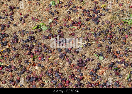 Windfall, cherry plums (Prunus cerasifera) on the ground Stock Photo