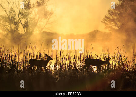 Silhouette of two fawns on a foggy morning on a lakeside. Stock Photo