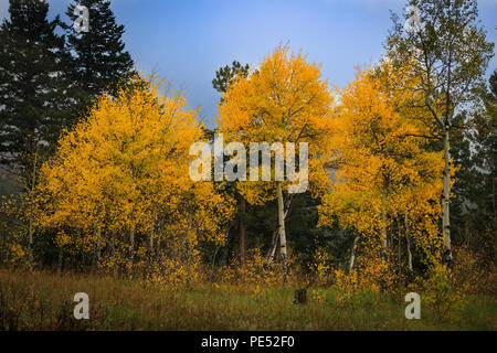 Stand of brilliant yellow aspen trees changing colors amidst pine trees on a misty fall morning in the Rocky Mountains Stock Photo