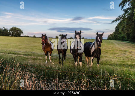 Four horses in a field peering over a hedge in evening light Stock Photo