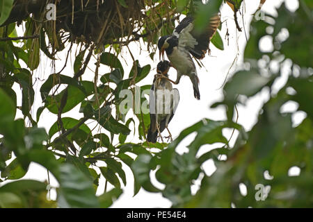 A  young chick strangled to death and It's frantic mother trying to free it Stock Photo