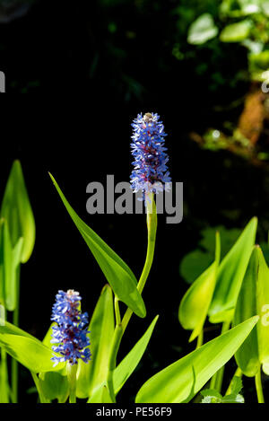 Pontederia cordata, pickerel weed, blue flowr aquatic plant. Stock Photo