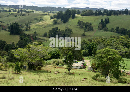 Cattle graze in pastures near a ranch house, on the Atherton Tablelands, Queensland, Australia. Stock Photo